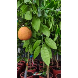 Grapefruit (Citrus × paradisi) ´STAR RUBY´ - výška 130-160 cm, kont. C3L